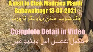 A visit to Chak Madrasa Mandi Bahawalnagr 13-03-2021  چک مدرسہ منڈی بہاولنگر کا وزٹ