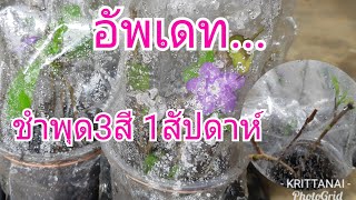 ชำพุดสามสีแบบควบแน่น 1สัปดาห์ผ่านไปเกิดอะไรขึ้น?