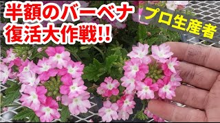 バーベナの復活大作戦 結果発表！ 後編 園芸 ガーデニングｂｙ園芸チャンネル 236