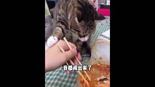 猫：别吃了，有点臭