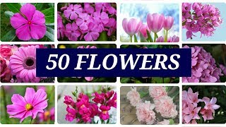 50 Different FLOWERS # How many you know? Name of flowers in English