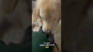 천사견의 두얼굴ㅋㅋㅋㅋ😂#shorts #retriever #리트리버