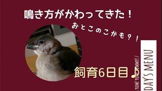 飼育６日目『幼鳥〜成鳥になるまで(•ө•)♡』桜文鳥の鳴き方が変わってきた！おとこのこかも！？《ランドチャンネル》文鳥　手乗り文鳥　桜文鳥　白文鳥　ヒナ　ペット