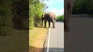 A fierce battle between two elephants #elephantattack #elephant  #wildlife