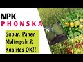 7 Benefits of Phonska NPK Fertilizer and Ingredients You Must Know Before Fertilizing