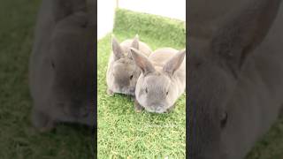 芝生広場で遊ぶミニレッキスちゃん #bunny #うさぎちゃん #rabbit