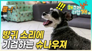 “이상하죠? 방귀 소리에만 반응하는 게…” 기상천외한 반려견의 행동, 왜 그럴까?│#왜그러냥귀엽개