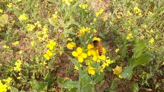 How the #bees collect Honey from flawers. দেখুন মৌমাছিরা কিভাবে ফুল থেকে মধু সংগ্রহ করে...