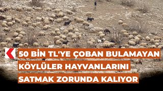 50 bin TL'ye çoban bulamayan köylüler hayvanlarını satmak zorunda kalıyor