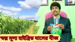 স্বল্প মূল্য সরগম সুদান ঘাস চাষ করুন||লাভবান হোন||#LtvHD