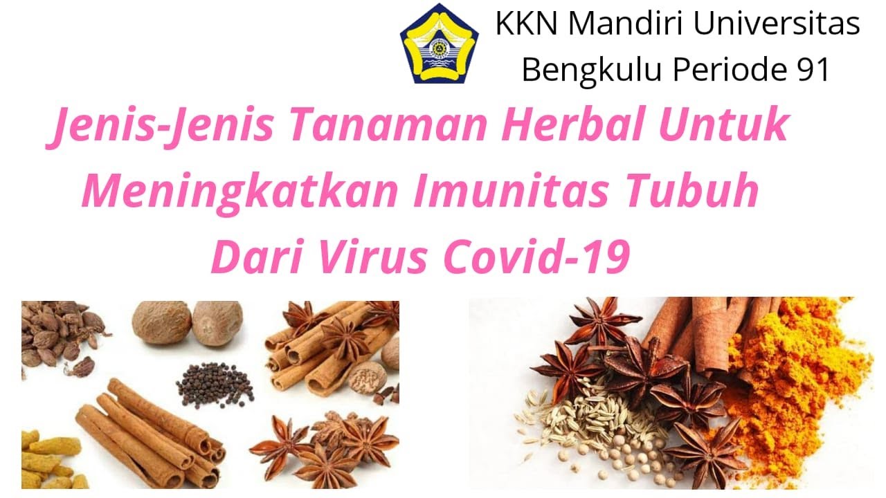 JENIS-JENIS TANAMAN HERBAL YANG DAPAT MENINGKATKAN IMUNITAS TUBUH UNTUK ...