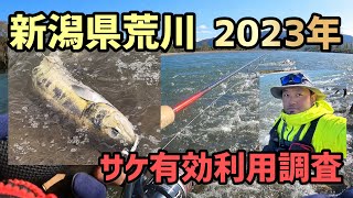 荒川サケ有効利用調査 2023年 ルアーで二日間の釣行 #73