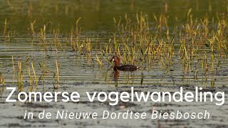 A bird walk in summer in the Nieuwe Dordtse Biesbosch #710