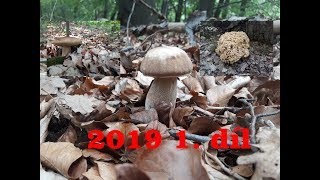 Houby🍄2019-1 díl 🌲Grzyby,грибы,เห็ด,Pilze,funghi,Champignons🌳