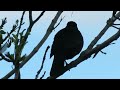 things you need to know about blackbirds common blackbird facts u0026 distribution