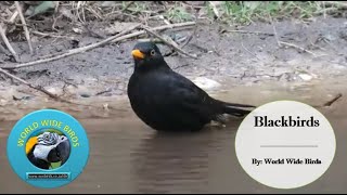 Things You Need to Know About Blackbirds | Common Blackbird Facts \u0026 Distribution