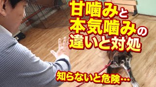 【知らないと危険】愛犬の甘噛みと本気噛みの違いと対処法！