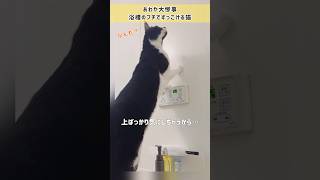 大惨事！？浴槽のフチでずっこける猫 #ハチワレ  #ばんくん #shorts