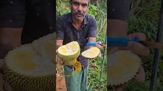 ചക്ക കുഞ്ഞൻ വലിയ മണം Limekerala #jackfruit