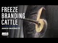 Freeze branding cattle - How To Freeze Brand Cattle