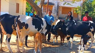 @আজ ১/১২/২৪ | উন্নত জাতের দুধের গাভী ও বাছুর গরুর দাম | বিরামপুর  |দিনাজপুর