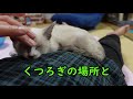 【癒し系】おじパパの上で眠るミーちゃん