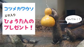 【福岡市動物園】コツメカワウソにエサ入りひょうたんのプレゼント！