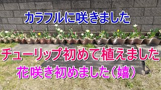 チューリップ カラフル 初植え 初咲き 綺麗です