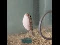 ミドリフグの水槽見学 green spotted pufferfish tour the tank