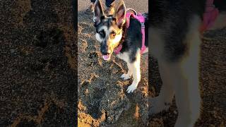 Sunset Dog walk #exploremore #germanshepherd #getoutside #beach #gsdnation #oregoncoast