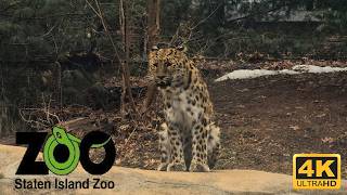 Exploring the Staten Island Zoo 🐾 Full Walking Tour 4K | NYC Hidden Gem