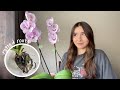 How to Save Orchids With Root Rot