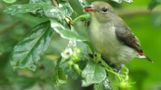 朱背啄花鸟 雄 叫声 Scarlet-backed Flowerpecker male immature call Bishan Park Singapore 2021.6.9