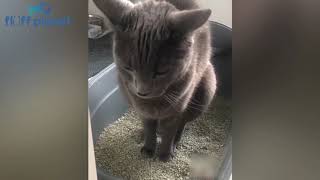 Cats And Dogs Reaction To Farts 🤢 | Fluff Planet