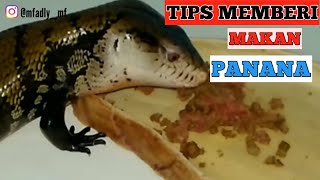 TIPS MEMBERI MAKAN PANANA