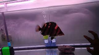 My 1 yr and 6 mos Indonesian Tiger Fish