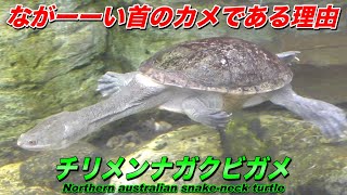 【首長カメ】チリメンナガクビガメの生態〜なぜ､そんなに首が長い？ジーベンロックナガクビガメとの違い？〜