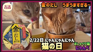 今日は猫の日2／22  ﾆｬﾝﾆｬﾝﾆｬﾝ『保護猫との暮らし/茶トラ猫』