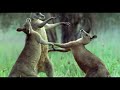 kangaroos fight for a mate life of mammals bbc earth