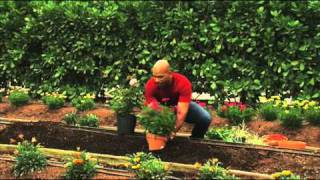 How to Plant Perennial Gardens