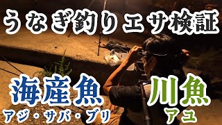 魚の切り身を持って、うなぎ釣りに行ってみた。その結果は・・？