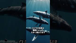 クジラの魅力！知られざる雑学と驚きの事実！