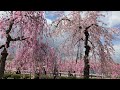 日中線記念しだれ桜並木の桜が満開！（2023年）