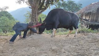 70+ old man control ARUNACHALEI State Animal (MITHUN) OLD MAN VS MITHUN