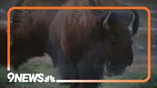 Denver Mountain Parks bison return to Native lands