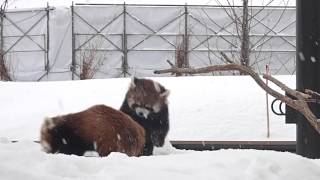 ホクトとココ Red Panda HOKUTO \u0026 COCO at Maruyama ZOO