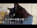 まだへその緒が付いた子猫を咥えてやってきた母猫。わざわざウチの庭を探してやってきた理由に夫婦騒然 【猫の不思議な話】【朗読】