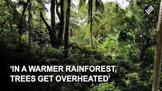 Research: In a warmer rainforest, trees get overheated