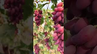 Red grapes farming ||🍇🍇#shorts #trending