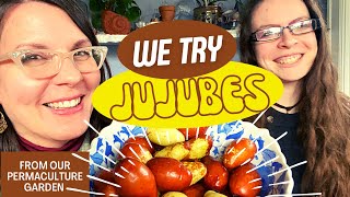 Taste-Testing Jujubes (Ziziphus jujuba) from Our Garden